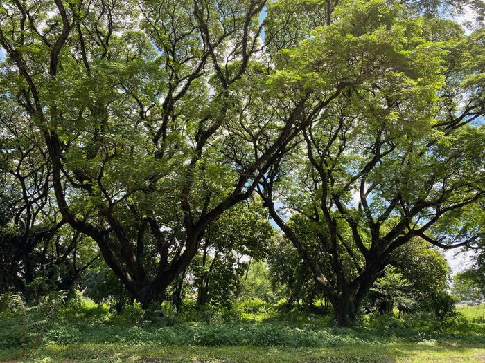 Philippines — Manila Greenspace